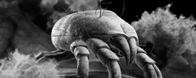 Parasites