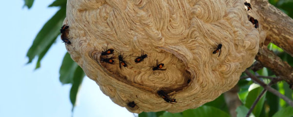 nid de frelons asiatiques